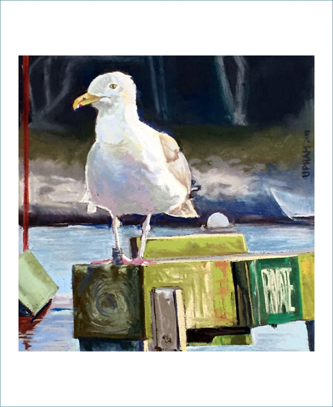 Gulls Boxed Set