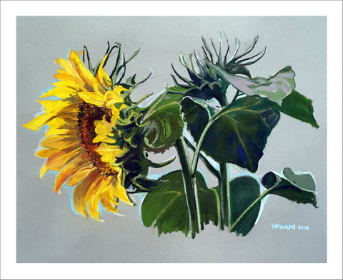 Sunflowers Boxed Set