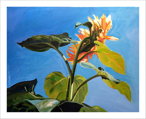 Sunflowers Boxed Set